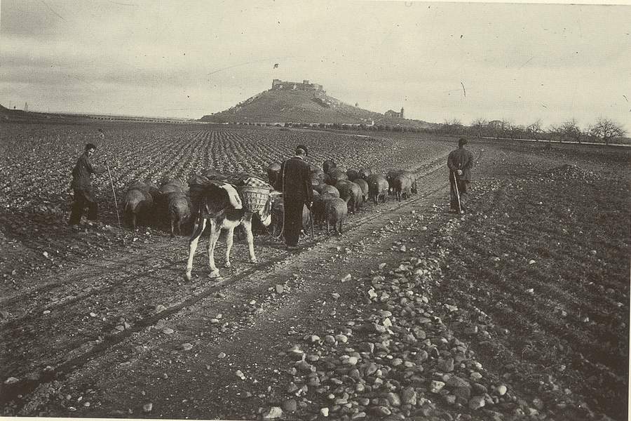 Conduccin de piara de cerdos hacia Medelln. (Fot. F. Hernndez Pacheco, 1949)
