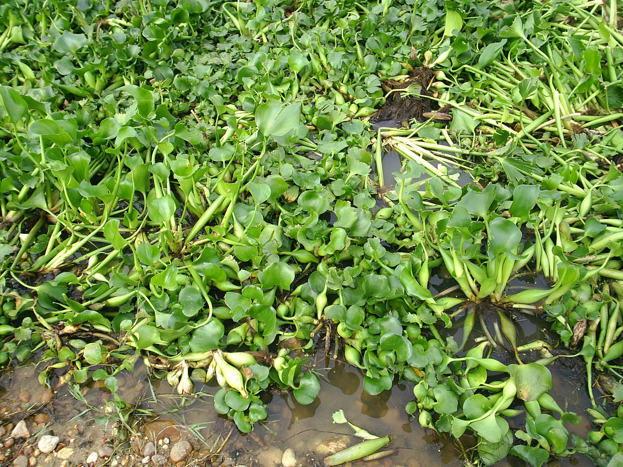 Detalle de una orilla del rio Guadiana cubierta por el jacinto de agua. A primera vista el jacinto presenta una similitud con la "Cala" ("alcatraz", "odo" u "oreja de poeta"): Fotografa. Francisco L. Morcillo, Nov.'05.