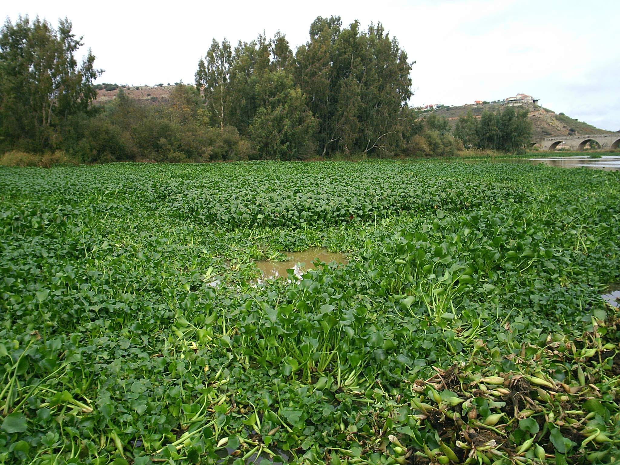 Vista del ro Guadiana, cerca del puente, en plena expansin del "camalote": (Foto: Francisco L. Morcillo Garca. Nov.'05)