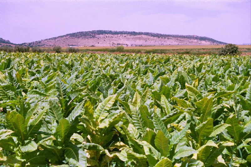 Cultivo de tabaco. Al fondo Sierra Quesera. (Foto:T.Garca, 2002)