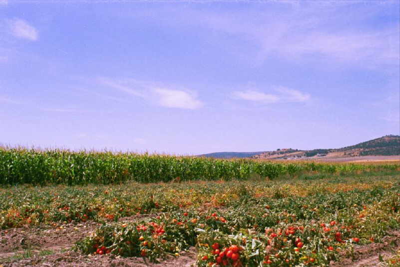 Cultivo de tomate y maz, en "Martn Sancho".
