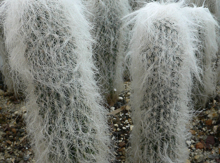 Cactus viejito