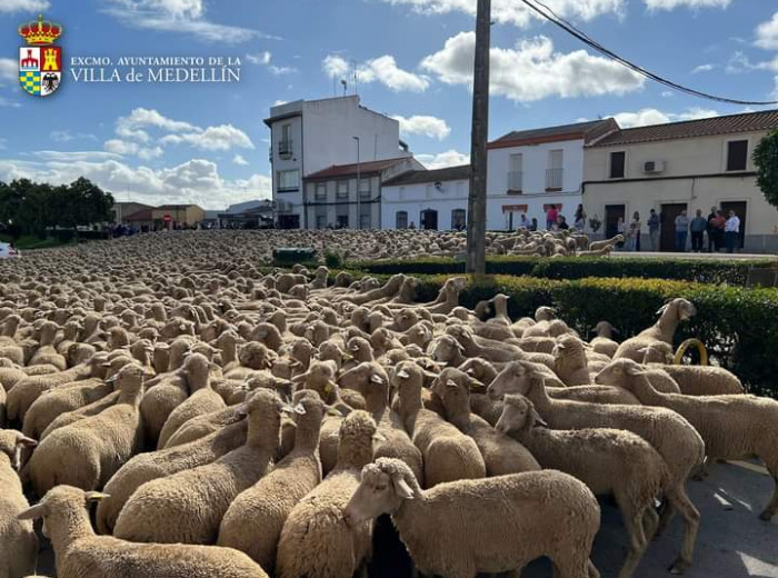 Paso del rebaño de ovejas merinas por la Villaellín (Extremadura-España).